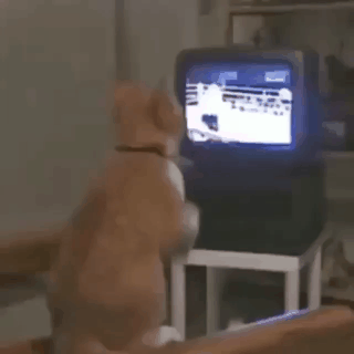권투 보는 냥이.gif | 인스티즈