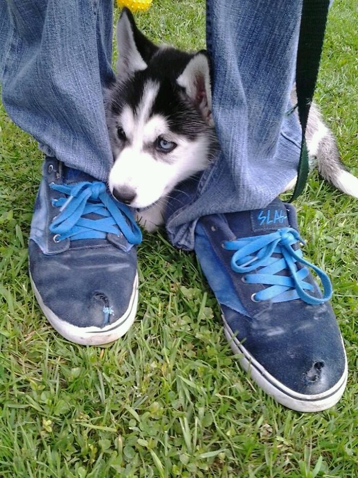 쫄보 댕댕이들.jpg (데이터주의) | 인스티즈