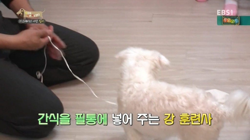 [세상에나쁜개는없다] 가족들에게 짖고 무는 강아지 릴리햏 | 인스티즈