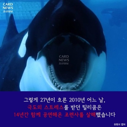 범고래가 사람을 죽인 이유 | 인스티즈