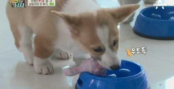[개밥주는남자] 웰시코기 삼둥이 대중소 식탐고치기 (feat.갓형욱) | 인스티즈