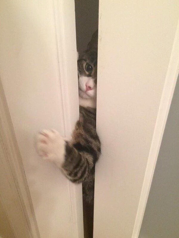 잠깐 집사! 기다려 달라냥!.jpg | 인스티즈