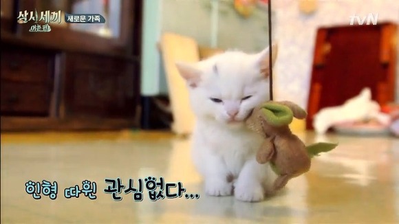 핑크코 핑크귀 핑크젤리인 흰둥이 터키쉬 앙고라 고양이.jpgif (feat. 벌이) | 인스티즈