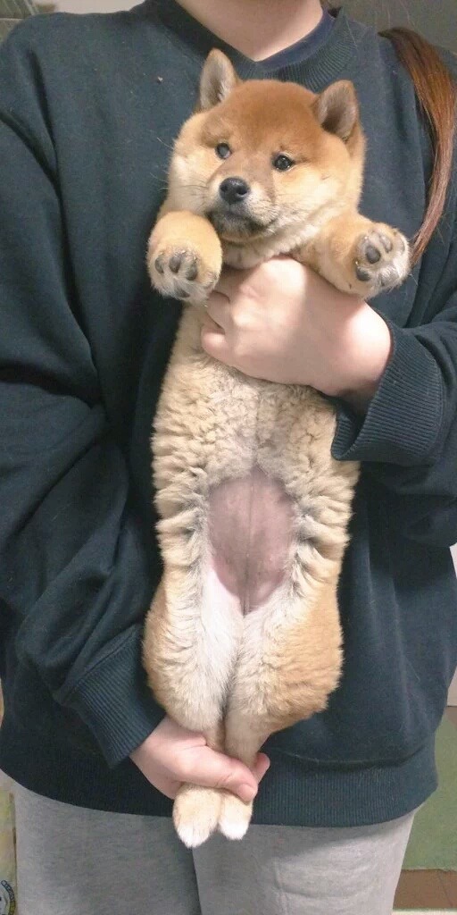 강아지 스트레칭을 고양이에게 시켜보았다.twt | 인스티즈