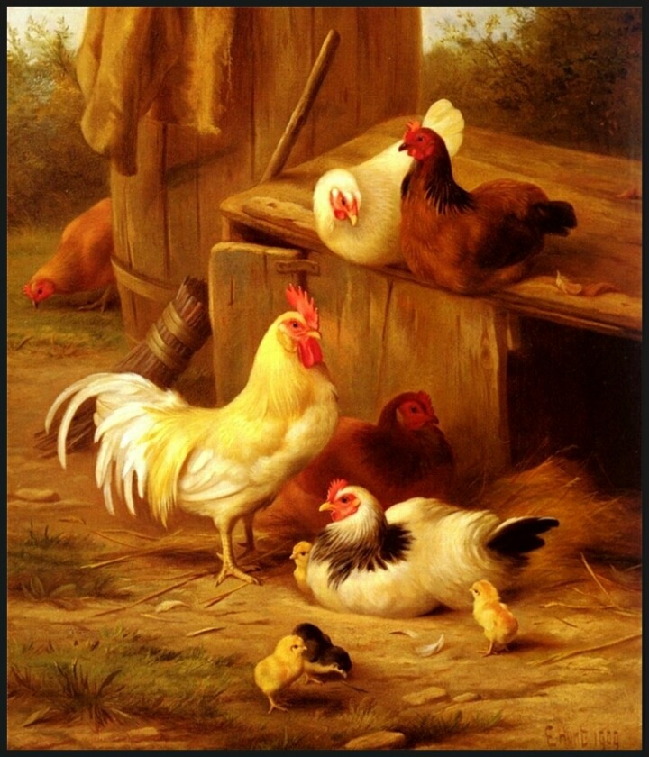 꼬끼요 이미지