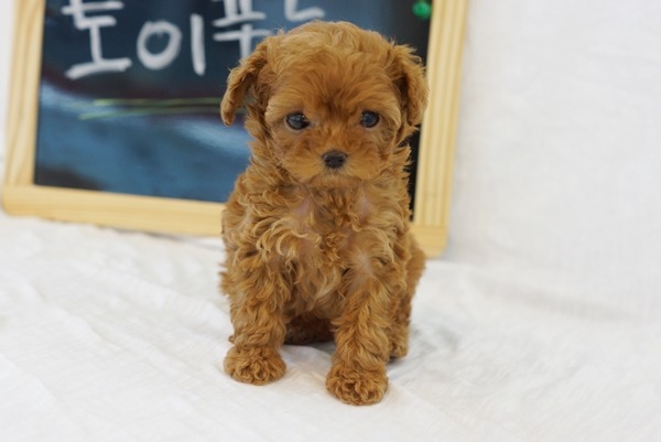 아장아장 이미지