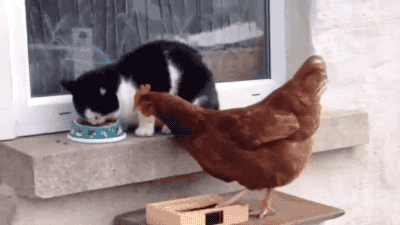 고양이와 닭.gif | 인스티즈