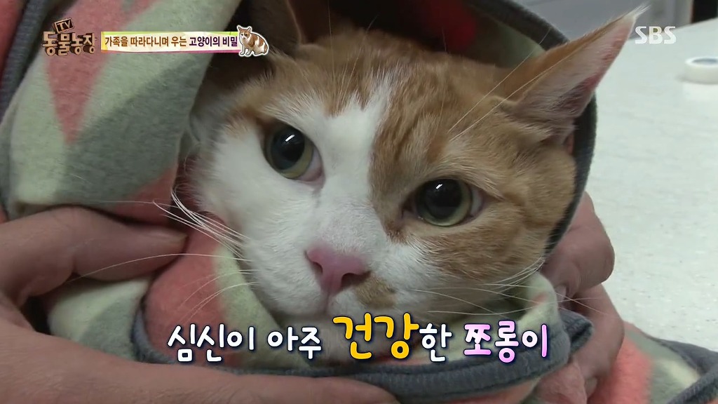 [동물농장] 존트 할말 다 하고 사는 수다쟁이 고양이 쪼롱이ㅋㅋㅋㅋ.jpg | 인스티즈