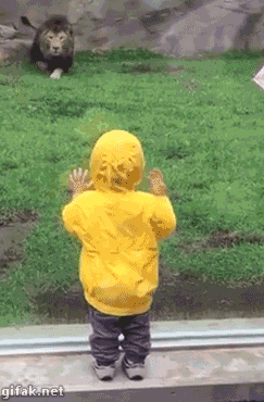 사자가 사냥하는 방법.gif | 인스티즈