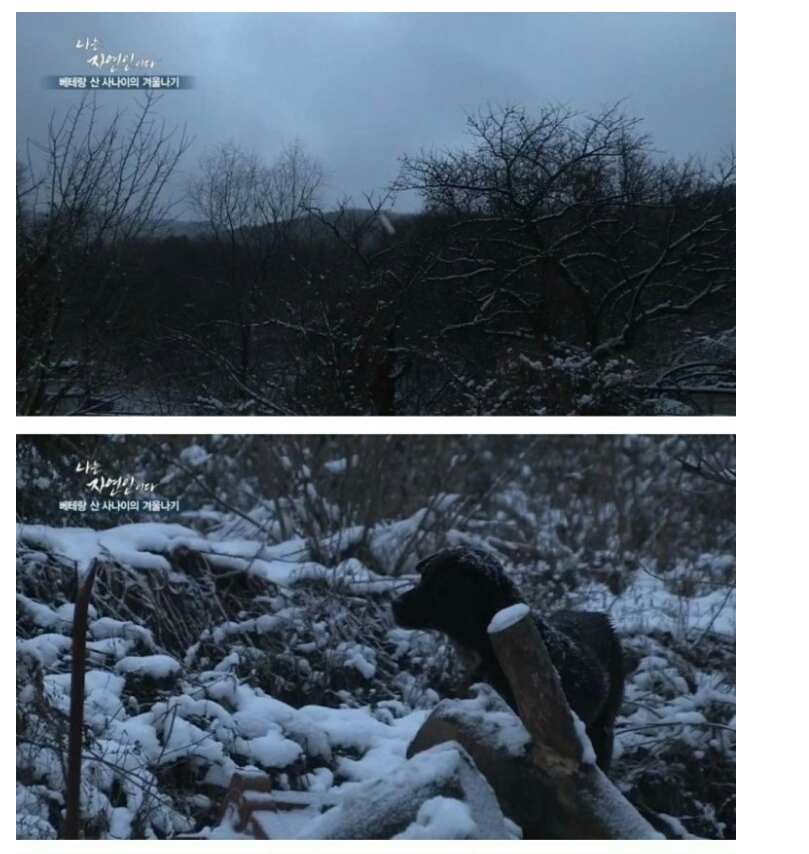 나는 자연인이다 역대급 음식 jpg | 인스티즈