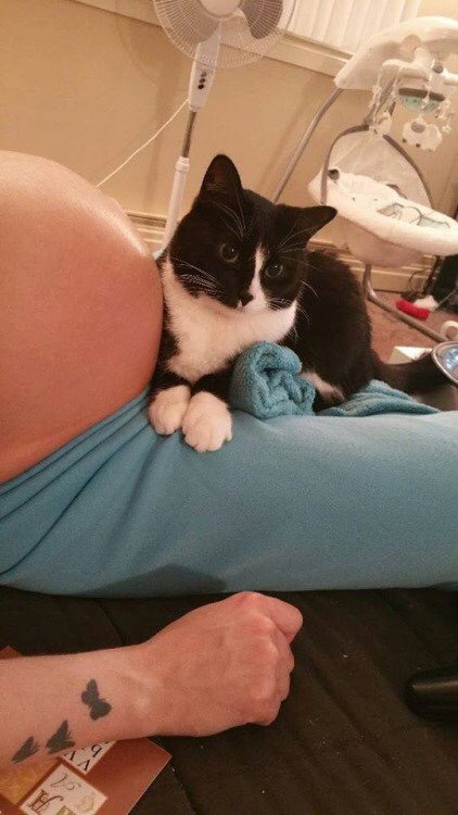 아기가 태어나기 전부터 사랑에 빠진 고양이 | 인스티즈