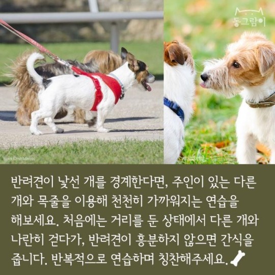 처음 만난 개와 인사하는 법 | 인스티즈