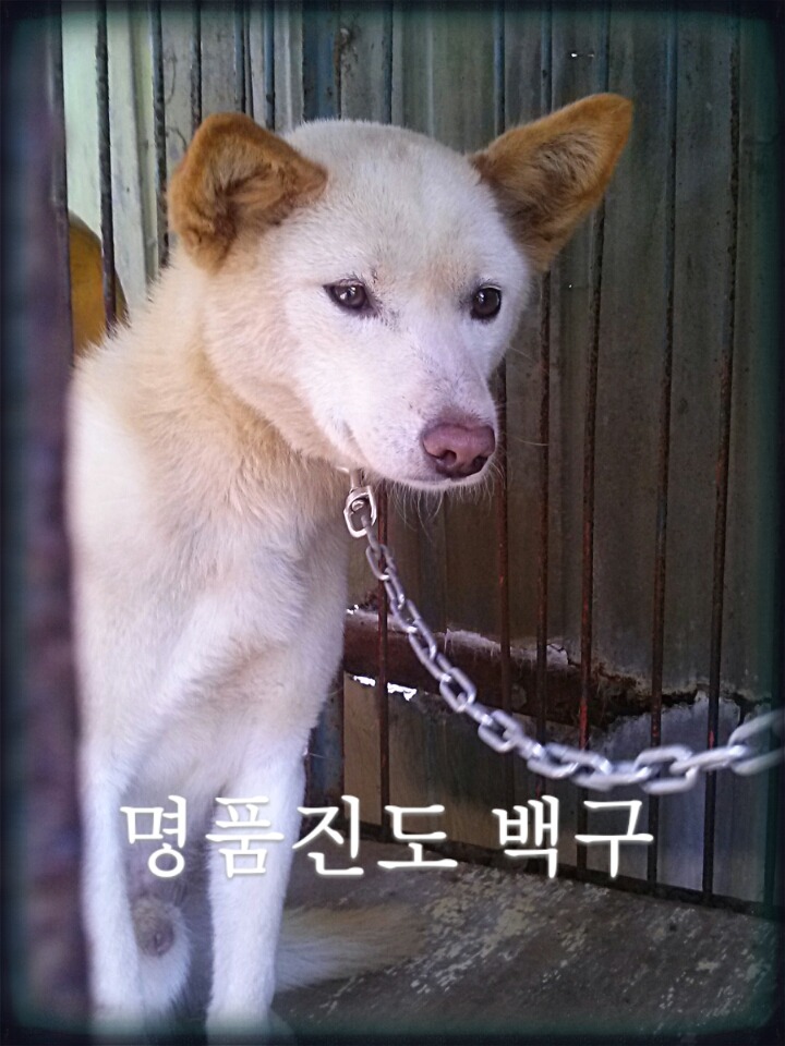 백구 이미지