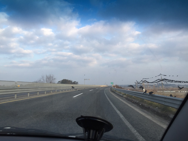 김제의 29번 국도 위의 까마귀 | 인스티즈