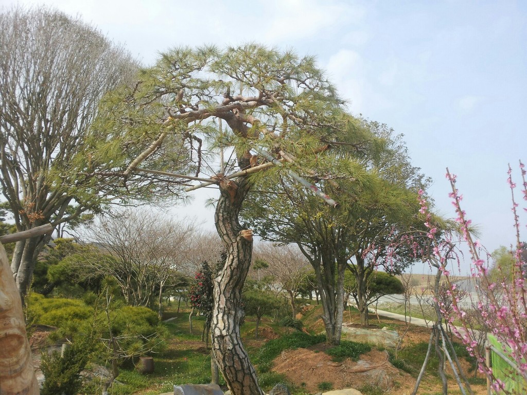 소나무푸드 이미지