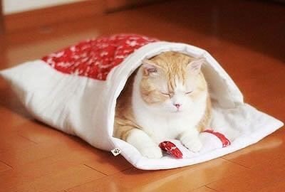 고양이 이불 이상과 현실.jpg | 인스티즈