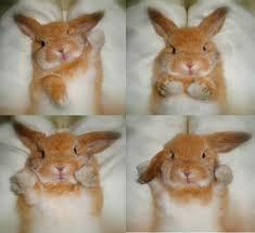 심쿵사 할 준비가 된 자만 들어오라(feat.토끼) | 인스티즈