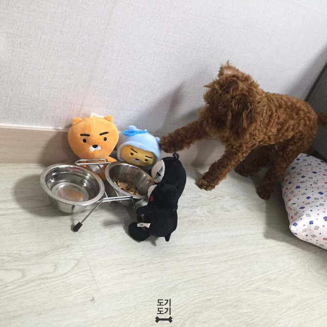 강아지 밥 안먹을때 꿀팁 | 인스티즈