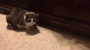 고양이가 배고픈이유.gif | 인스티즈