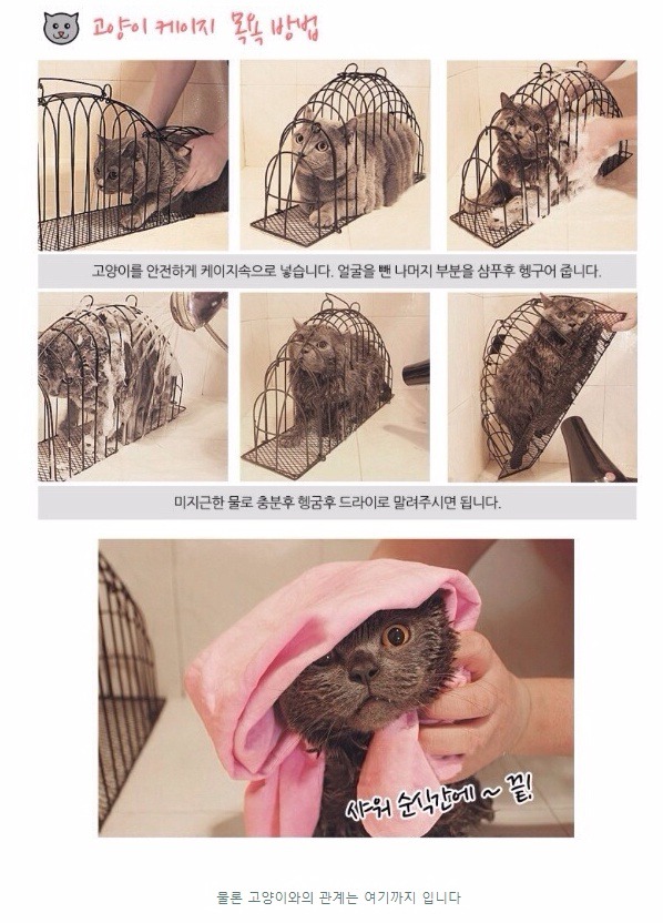 고양이 목욕 방법 | 인스티즈