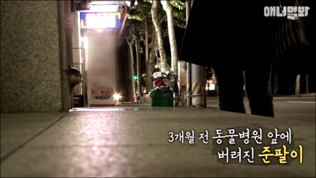 거식증 걸린 고양이 준팔이 그후 | 인스티즈