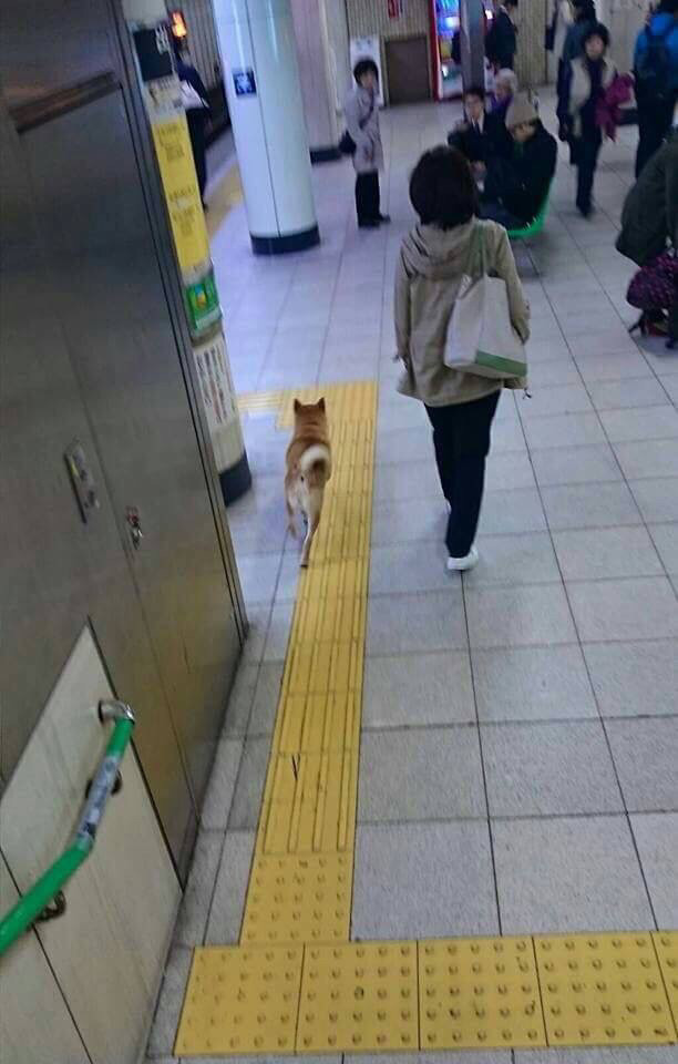 동물 차별하는 일본 지하철 | 인스티즈