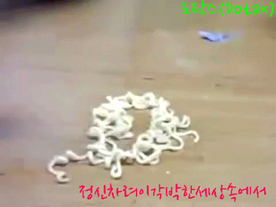 스케이트 타는것도 귀염 터지는 아이린.gif | 인스티즈