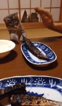 생선구이를 탐하는 고양이.gif | 인스티즈