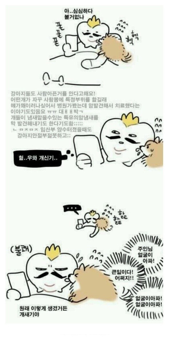 개가 얼굴을 핥는 이유 | 인스티즈