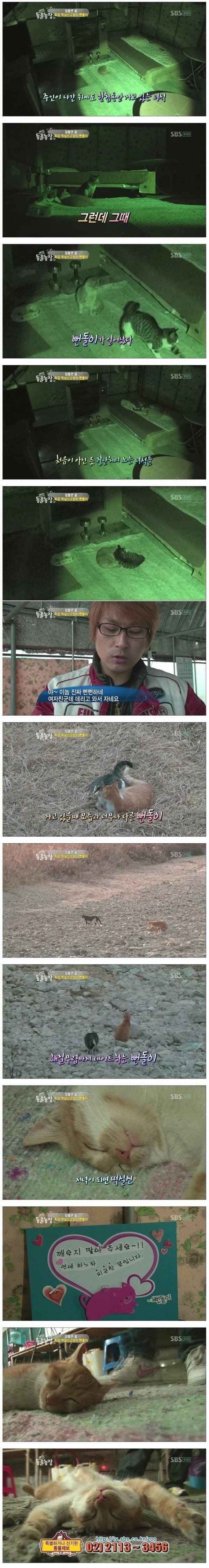 떡실신 고양이 | 인스티즈