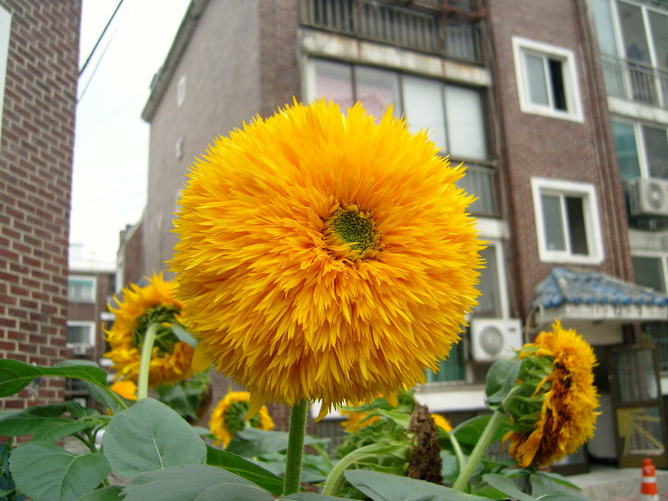 아폴론주 이미지
