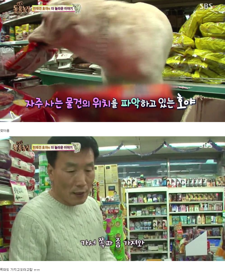 동물농장 완전 똑똑한 멍멍이 | 인스티즈