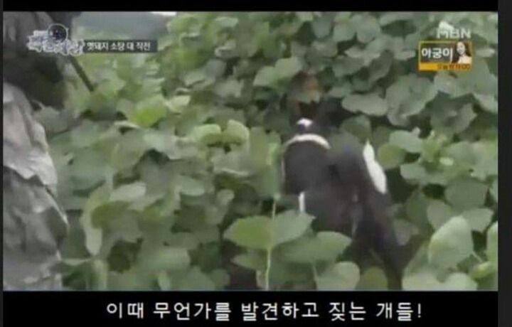 맷돼지 전문 사냥개의 위엄.jpg | 인스티즈