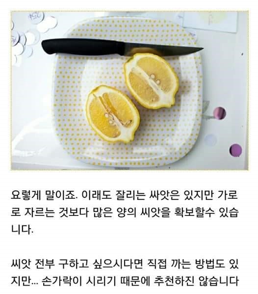 집에서 레몬 키우기 | 인스티즈