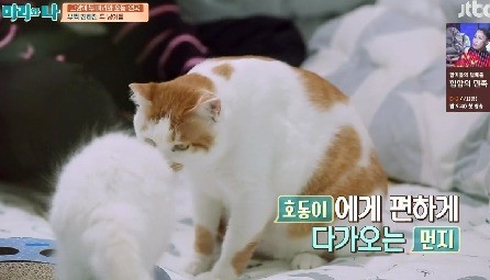 [마리와나] 뚱보냥 호동이 다이어트 시키기 (feat.먼지) | 인스티즈