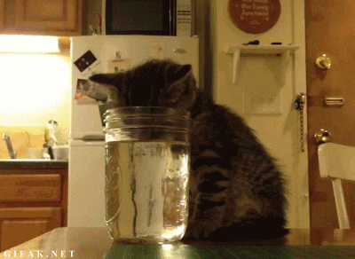 물먹는 고양이.gif | 인스티즈