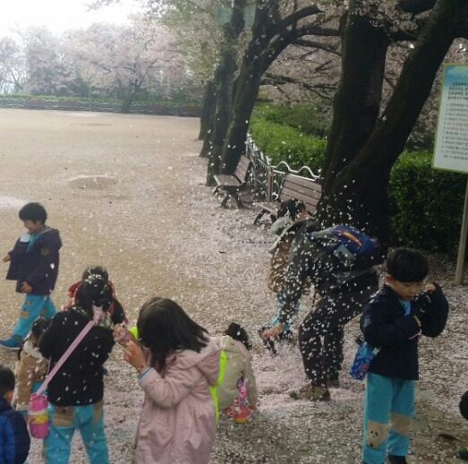 꽃비 이미지