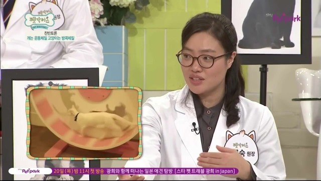 운동체질 강아지와 방콕체질 고양이?! | 인스티즈