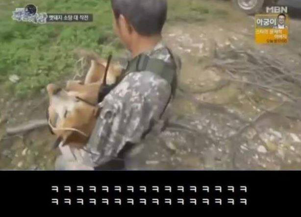 맷돼지를 추격하는 개ㄷㄷ | 인스티즈