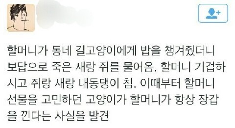 고양이의 보은 | 인스티즈