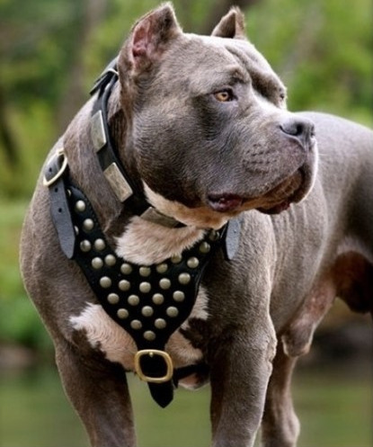 시베리아 호랑이 한마리 vs 개 올스타 연합 | 인스티즈