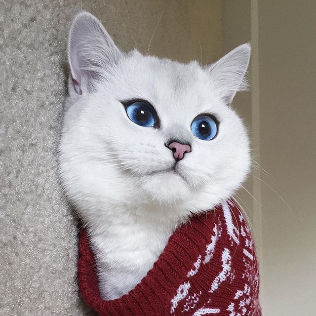 눈이 상당히 미묘한 고양이.jpg | 인스티즈