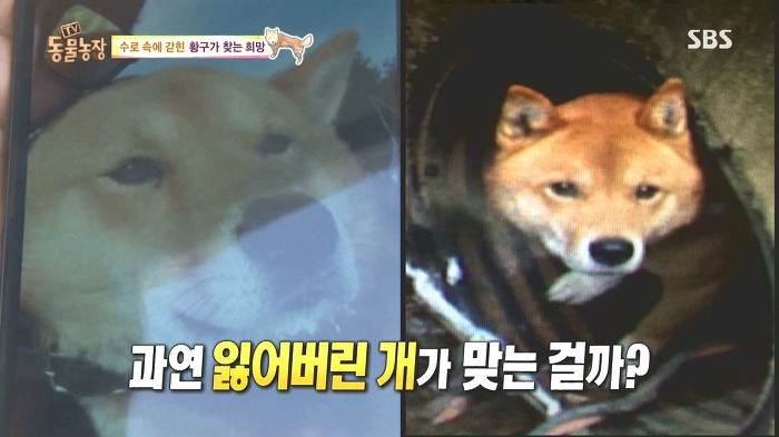 [동물농장] 수로 속에 갇힌 황구가 찾는 희망.JPG (감동주의) | 인스티즈