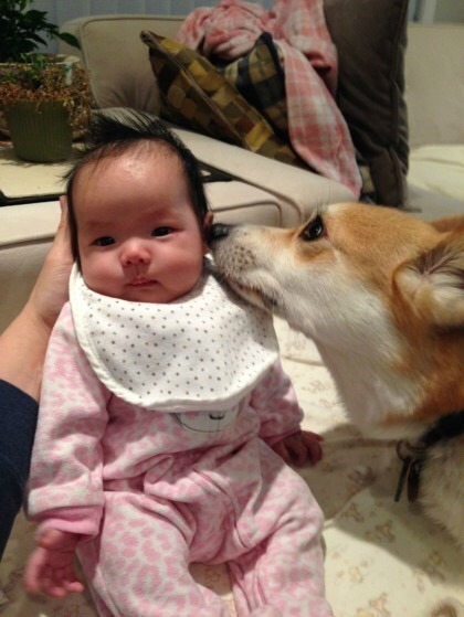 아기를 지키는 멍멍이.jpg | 인스티즈