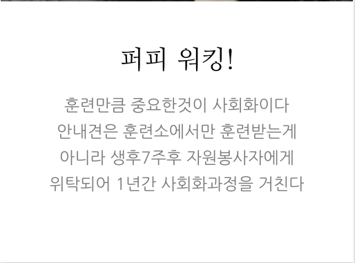 안내견에 대한 잘 몰랐던 사실들.. 그 개를 알고싶다! 안내견편!! | 인스티즈