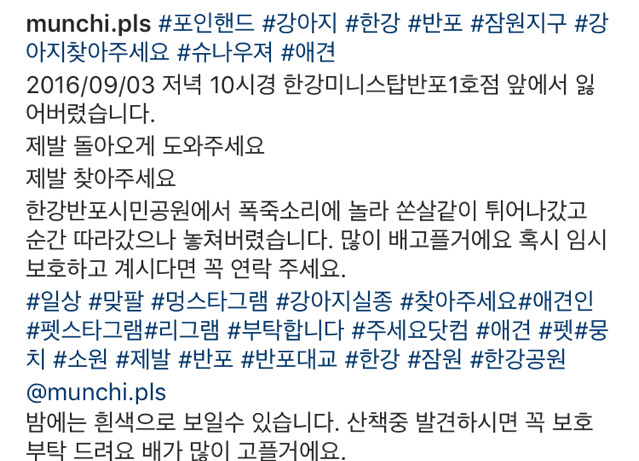 폭죽 소리에 놀라 도망간 슈나우저 뭉치를 찾습니다 (한강 근처!!!!!) | 인스티즈