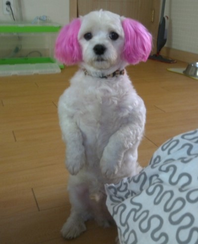 꽃돼지 이미지