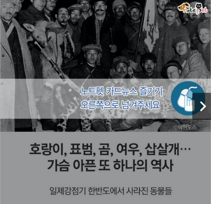 일제강점기 한반도에서 사라진 동물들.jpg | 인스티즈