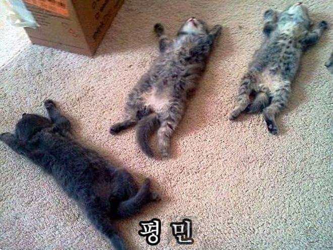 고양이 은신술 레벨 | 인스티즈
