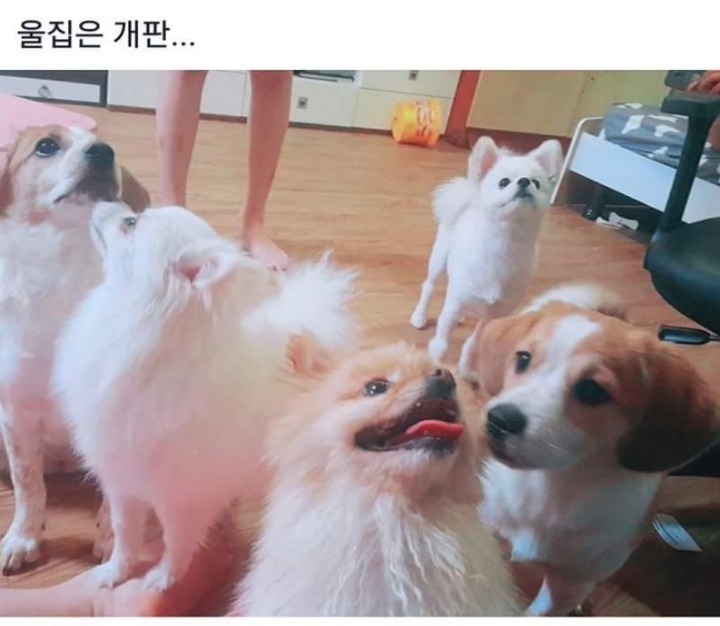 현재 페이스북에서 난리난 원룸집 강아지 사건 | 인스티즈